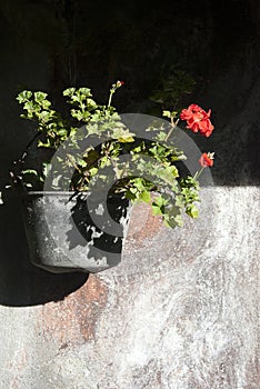 Geranium flowers