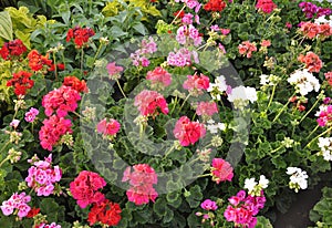 Geranium Flowers Blossom Background from Downtown of Niagara-on-the-Lake in Ontario province