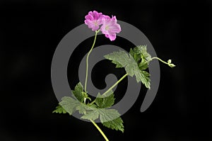 Geranium flowers and foliage against black