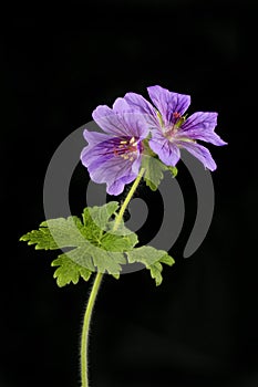 Geranium flowers and foliage against black