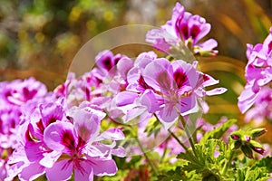 Geranium flowers in garden