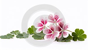 Geranium flowers isolated on white background.