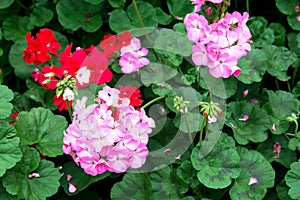 Geranium flowers in the park Pelargonium hortorum GERANIACEAE