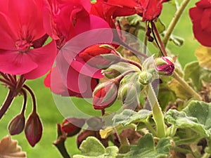 Geranium flowers but and petal green leaf floral macro background