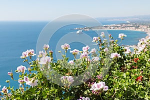 Geranium flowers with seascape at Sicily