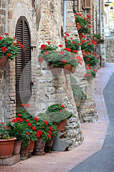 Geranium flowers in streets of Assisi, Umbria photo