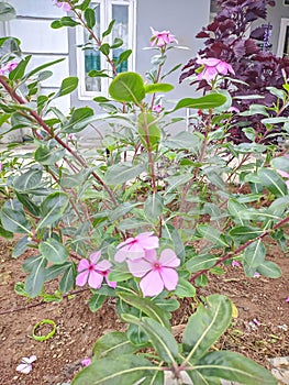 Geranium flowers are very effective for repelling mosquitoes