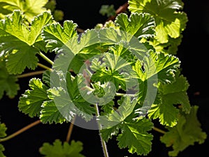 Geranium fragrance Attar of roses, scented-leaved rose-scented pelargonium