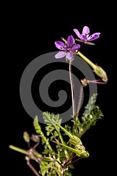 Geranium fruit_storksbills plant two blossoms aperture 22