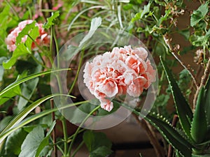 Geranium Geraniales plant pink flower