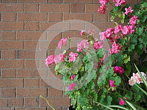 Geranium Geraniales plant pink flower