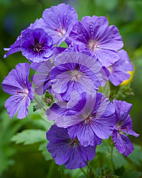 Geranium - Geranium pratense - meadow cranesbill