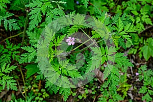 Geranium Geranium robertianum grows in the wild