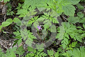 Geranium Geranium robertianum grows in the wild