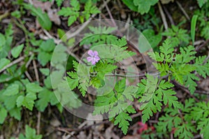 Geranium Geranium robertianum grows in the wild