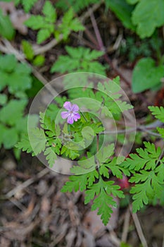 Geranium Geranium robertianum grows in the wild