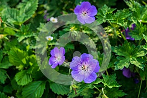 Geranium on a green flower bed