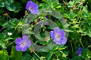Geranium on a green flower bed