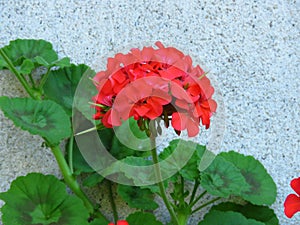 Geranium `Happy Thoughts Red` Pelargonium with red blooms and vibrant green leaves on white wall background.