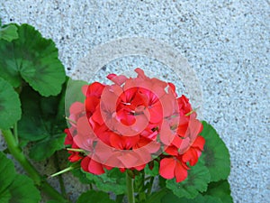 Geranium `Happy Thoughts Red` Pelargonium with red blooms and vibrant green leaves on white wall background.