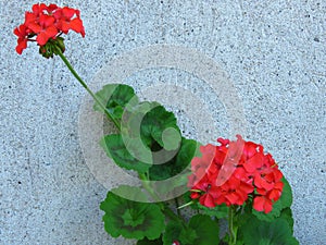 Geranium `Happy Thoughts Red` Pelargonium with red blooms and vibrant green leaves on white wall background.