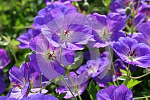 Geranium himalayense is a broad-growing geranium with beautiful blue- purple flowers photo