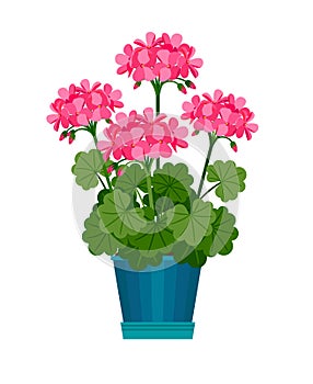Geranium houseplant in flower pot