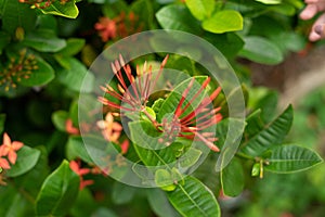 Geranium hutan adalah spesies tanaman berbunga dalam keluarga Rubiaceae