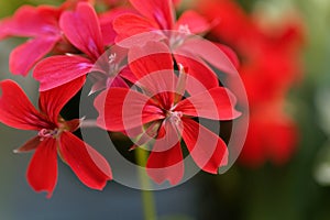 Geranium hybrid of Pelargonium peltatum