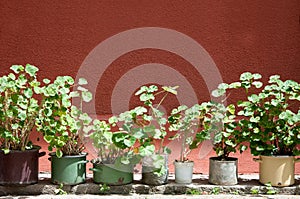 Geranium in improvised hotchpotches