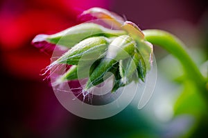 Geranium ivy, Pelargonium peltatum, Ruby dream, undeveloped flow