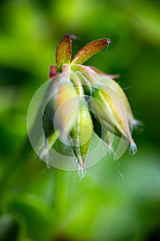 Geranium ivy, Pelargonium peltatum, Ruby dream, undeveloped flow