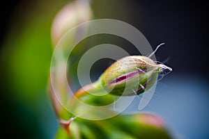 Geranium ivy, Pelargonium peltatum, Ruby dream, undeveloped flow