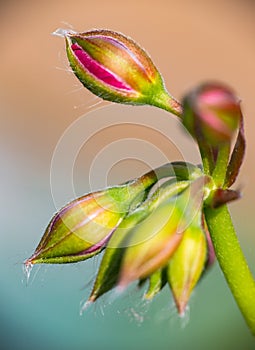 Geranium ivy, Pelargonium peltatum, Ruby dream, undeveloped flow