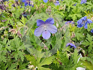 Geranium 'Johnson's Blue'