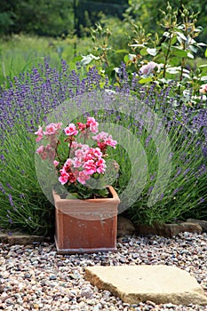 Geranium and lavender in friendly bees composition