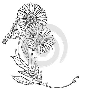 Vector corner bouquet with outline Gerbera or Gerber flower and leaf in black isolated on white background.