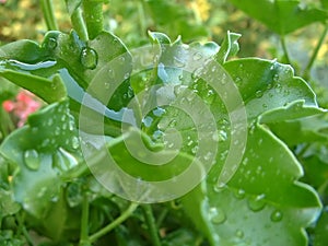 Geranium leaf with water drops 1