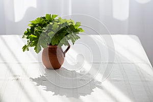 Geranium leaves in a clay vase on a white tablecloth against a bright window - beautiful shadows and reflections