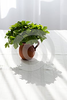 Geranium leaves in a clay vase on a white tablecloth against a bright window - beautiful shadows and reflections