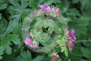 Geranium macrorrhizum