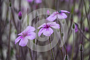 Geranium maderense, known as giant herb-Robert[1] or the Madeira cranesbill, is a species of flowering plant in the Geraniaceae