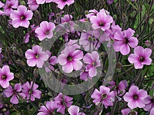 Geranium maderense, known as giant herb-Robert or the Madeira cranesbil