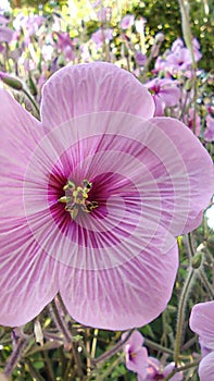 Geranium maderense, known as giant herb-Robert or the Madeira cranesbill, is a species of flowering plant in the