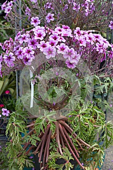 Geranium maderense, Madeira cranesbill plant