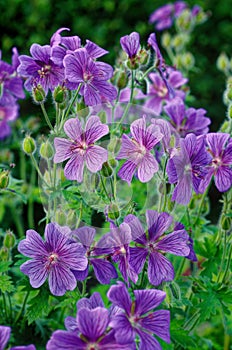 Geranium magnificum, purple-violet flower, Rosemoor-violet-blue flowers