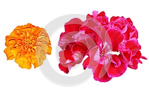 Geranium and marigold