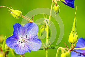 Geranium, meadow cranesbill