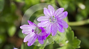 Geranium molle