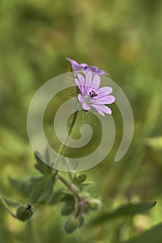 Geranium molle in bloom